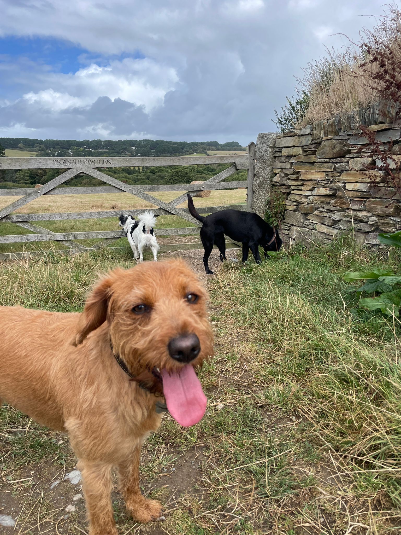 Dog relaxing at home
