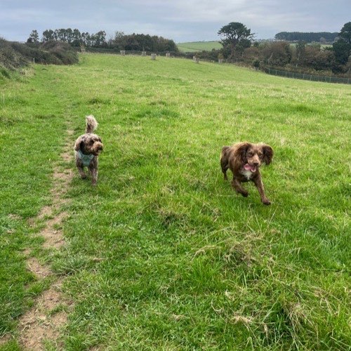 A dog chasing a ball on a Happy Chaps group walk